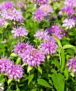 Bee Balm Wild Bergamot Seeds - Perennial Flower - 500 Seeds - Outdoor - Image 2