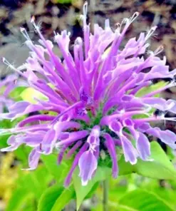 Bee Balm Wild Bergamot Seeds - Perennial Flower - 500 Seeds - Outdoor - Image 1