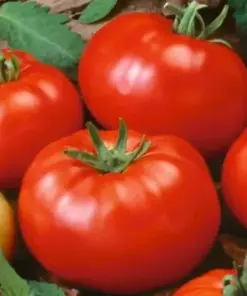 Beefsteak Tomato Seeds - Heirloom Slicing Non-GMO Vegetable Seeds - 50 Seeds - Full Sun - Image 1