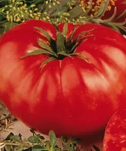 Beefsteak Tomato Seeds - Heirloom Slicing Non-GMO Vegetable Seeds - 50 Seeds - Full Sun - Image 2