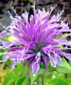 Bergamot Monarda Autumn Mix Seeds - 50+ Perennial Flower Seeds - Hummingbird & Bee Attractor - Outdoor - Image 2
