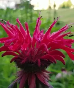 Bergamot Monarda Autumn Mix Seeds - 50+ Perennial Flower Seeds - Hummingbird & Bee Attractor - Outdoor - Image 4