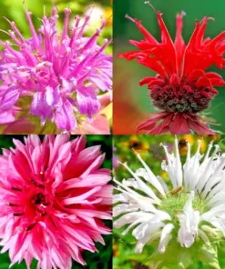 Bergamot Monarda Autumn Mix Seeds - 50+ Perennial Flower Seeds - Hummingbird & Bee Attractor - Outdoor - Image 1