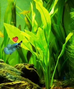 Betta Guppies Wort Plantago Major - Live Aquarium Plants - Indoor/Outdoor Freshwater Plant - Image 2
