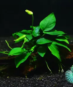 Betta Guppies Wort Plantago Major - Live Aquarium Plants - Indoor/Outdoor Freshwater Plant - Image 3