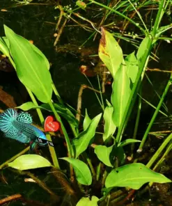 Betta Guppies Wort Plantago Major - Live Aquarium Plants - Indoor/Outdoor Freshwater Plant - Image 4