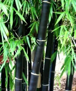 Black Bamboo Seeds - 50+ Cold-Resistant Bonsai Seeds - Indoor/Outdoor - Image 2