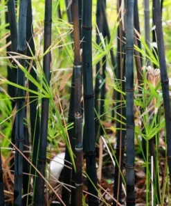 Black Bamboo Seeds - 50+ Cold-Resistant Bonsai Seeds - Indoor/Outdoor - Image 3