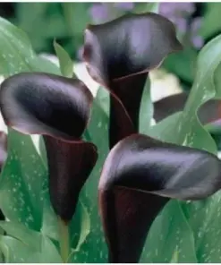 Black Calla Lily Seeds - Zantedeschia Aethiopica - Flower Seeds - Easy Grow - Image 2