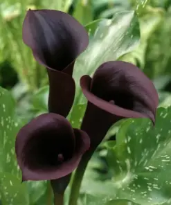 Black Calla Lily Seeds - Zantedeschia Aethiopica - Flower Seeds - Easy Grow - Image 1