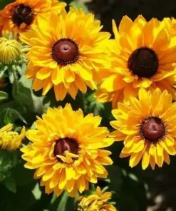 Black Eyed Susan 'Goldilocks' Flower Seeds - Rudbeckia - 250+ Double Blooms - Rare! Outdoor Annual - Image 1