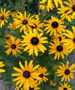 Black Eyed Susan Seeds - Heirloom Perennial Flower Rudbeckia Seeds - 50+ Seeds - Outdoor Flowering - Image 2