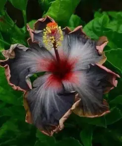 Black Pink Purple Hibiscus Seeds - Perennial Flower Seeds - 20 Count - Indoor & Outdoor - Image 1