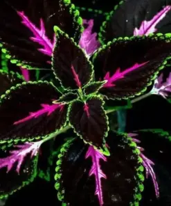 Black Purple Coleus Seeds - 25+ Count - Easy-to-Grow Garden Foliage for Indoor & Outdoor - Image 1