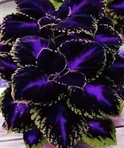 Black Purple Coleus Seeds - 50+ Bold Foliage Plant Seeds - Easy-to-Grow for Garden - Image 7