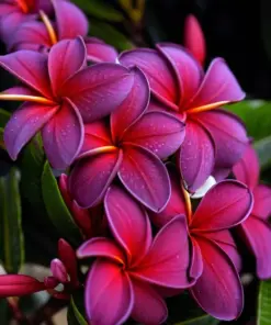 Black Purple Plumeria Seeds - Hawaiian Frangipani Flower Lei Perennial Bloom - 5 Seeds - Image 1