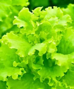 Black Seeded Simpson Lettuce Seeds - High Yield Heirloom Non-GMO Leaf Lettuce - Image 1