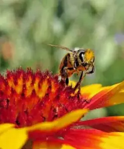 Blanket Flowers Hummingbird Mix Seeds - Perennial Gaillardia Wildflower - 200+ Seeds - Image 2