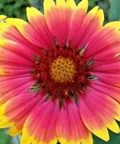 Blanket Flowers Hummingbird Mix Seeds - Perennial Gaillardia Wildflower - 200+ Seeds - Image 3