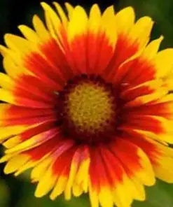 Blanket Flowers Hummingbird Mix Seeds - Perennial Gaillardia Wildflower - 200+ Seeds - Image 4