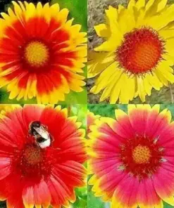 Blanket Flowers Hummingbird Mix Seeds - Perennial Gaillardia Wildflower - 200+ Seeds - Image 1