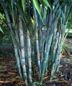 Blue Bamboo Seeds - Clumping Privacy Plant - 50 Seeds - Indoor/Outdoor - Image 2