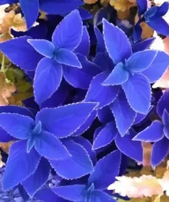 Blue Coleus Seeds - Rare Blue Foliage Ornamental Plant Seeds - 25+ Seeds - Indoor/Outdoor - Image 3
