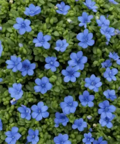 Blue Creeping Thyme Seeds - Non-GMO, Fragrant, Easy-Grow Ground Cover Plants - Outdoor - Image 2