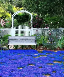 Blue Creeping Thyme Seeds - Non-GMO, Fragrant, Easy-Grow Ground Cover Plants - Outdoor - Image 3