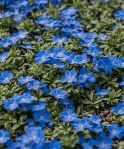 Blue Creeping Thyme Seeds - Non-GMO, Fragrant, Easy-Grow Ground Cover Plants - Outdoor - Image 1