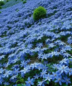 Blue Downy Clematis Seeds - Macropetala Hybrid Flower Seeds - Hardy Climber Vine - 20 Count - Outdoor - Image 2