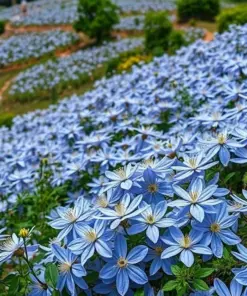 Blue Downy Clematis Seeds - Macropetala Hybrid Flower Seeds - Hardy Climber Vine - 20 Count - Outdoor - Image 3