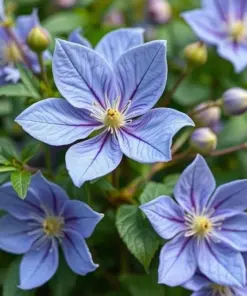 Blue Downy Clematis Seeds - Macropetala Hybrid Flower Seeds - Hardy Climber Vine - 20 Count - Outdoor - Image 4