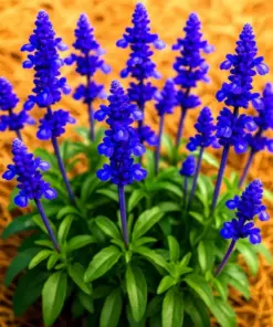 Blue Sage Seeds - Salvia Officinalis - Perennial Herb - 200+ Seeds - Mosquito Repellent - Heirloom - Image 1