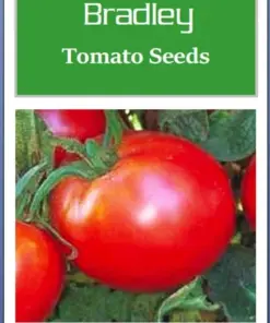 Bradley Tomato Seeds - Heirloom Vegetable Seeds - Non-GMO - Easy Grow - Image 2