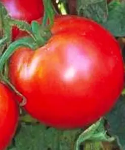 Bradley Tomato Seeds - Heirloom Vegetable Seeds - Non-GMO - Easy Grow - Image 1