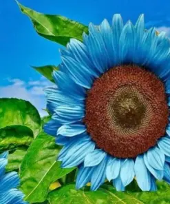 Bright Blue Sunflower Seeds - Rare & Fast Growing - 50+ Pack - Indoor/Outdoor Annual - Image 2