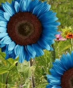 Bright Blue Sunflower Seeds - Rare & Fast Growing - 50+ Pack - Indoor/Outdoor Annual - Image 3