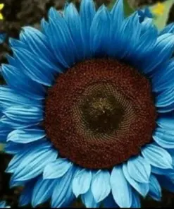 Bright Blue Sunflower Seeds - Rare & Fast Growing - 50+ Pack - Indoor/Outdoor Annual - Image 1