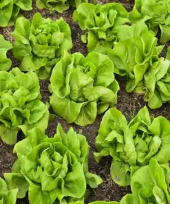 Buttercrunch Lettuce Seeds - High Yield Heirloom Non-GMO - Vegetable Seeds - Indoor/Outdoor - Image 3
