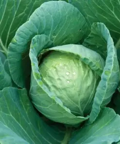 Cabbage Seeds - All Seasons Vegetable Seeds - 300+ Seeds - Indoor & Outdoor - Image 2