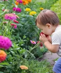 California Giant Zinnia Seeds - Flower Seeds - 100 Count - Non-GMO Heirloom - Indoor/Outdoor - Image 2