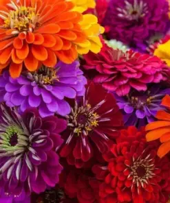 California Giant Zinnia Seeds - Flower Seeds - 100 Count - Non-GMO Heirloom - Indoor/Outdoor - Image 1