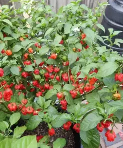 Carolina Reaper Chili Pepper Seeds - 100 Count - World Record Hot Peppers - Indoor/Outdoor Vegetable Seeds - Image 2