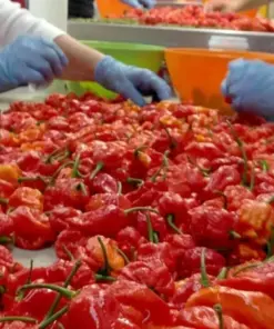 Carolina Reaper Chili Pepper Seeds - 100 Count - World Record Hot Peppers - Indoor/Outdoor Vegetable Seeds - Image 3