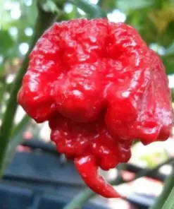 Carolina Reaper Chili Pepper Seeds - 100 Count - World Record Hot Peppers - Indoor/Outdoor Vegetable Seeds - Image 1