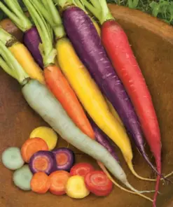 Carrot Kaleidoscope Blend Seeds - Non-GMO Vegetable Seeds - 50000+ Seeds - Indoor/Outdoor - Image 2