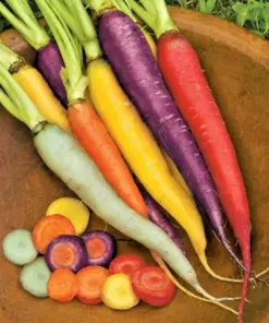 Carrot Kaleidoscope Blend Seeds - Non-GMO Vegetable Seeds - 50000+ Seeds - Indoor/Outdoor - Image 1