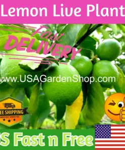Cay Chanh Lemon Lime Tree Plant - Citrus Seedling, 8-12", Indoor/Outdoor - Image 1