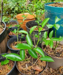 Cay Chanh Lemon Lime Tree Plant - Citrus Seedling, 8-12